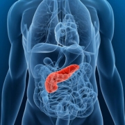 Orange pancreas highlighted in front of blue body image